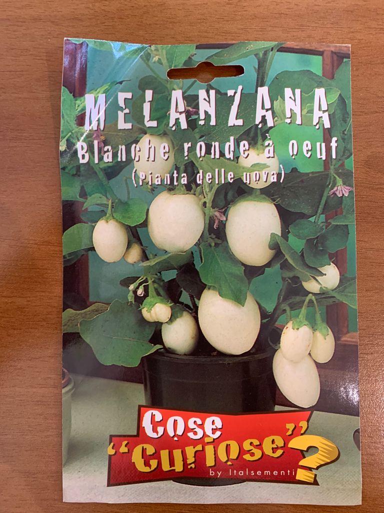 MELANZANA BLANCHE RONDE A OEUF PIANTA DELLE UOVA