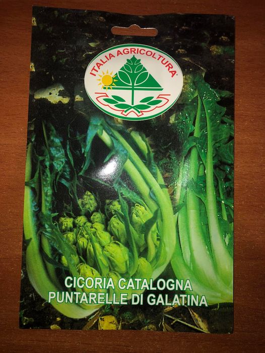 CICORIA CATALOGNA PUNTARELLE DI GALATINA