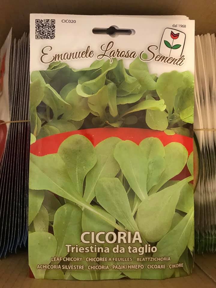 CICORIA TRIESTINA DA TAGLIO