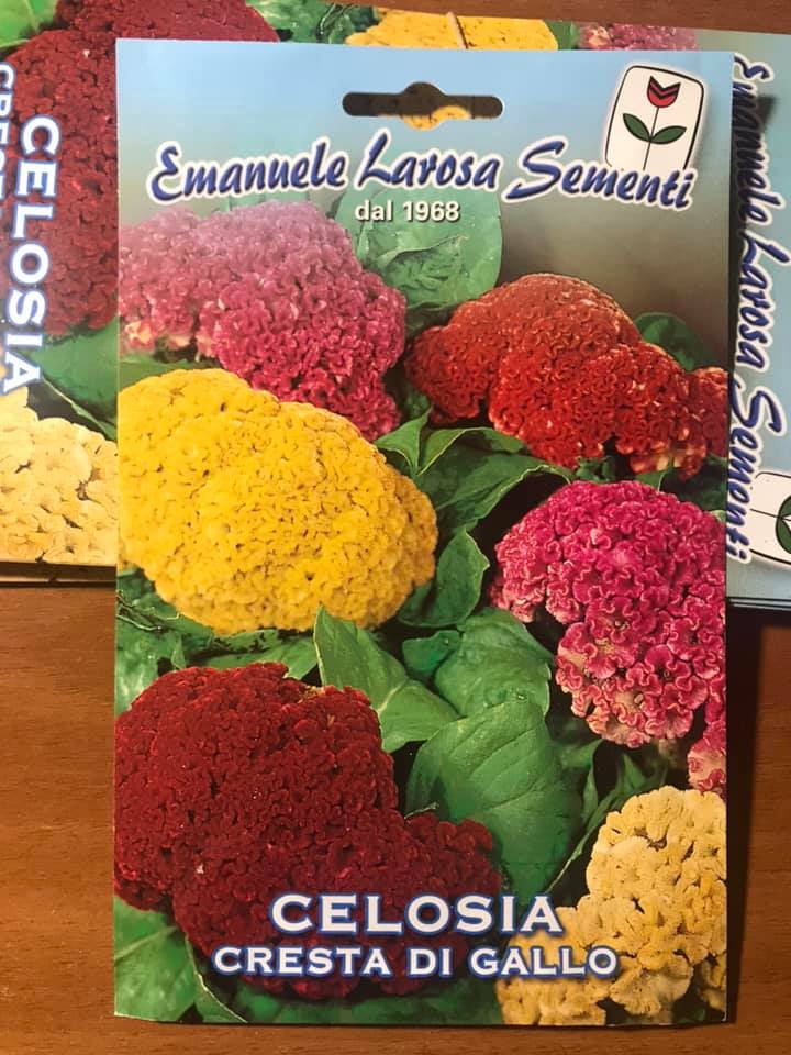 CELOSIA CRESTA DI GALLO