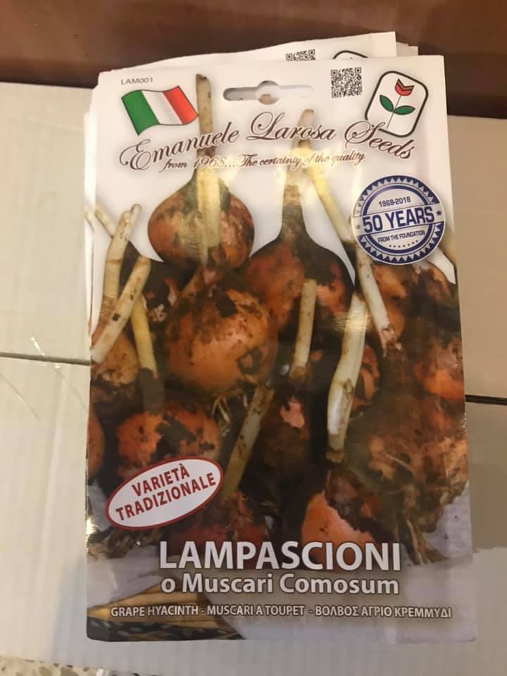 vendita online semi LAMPASCIONI O MUSCARI