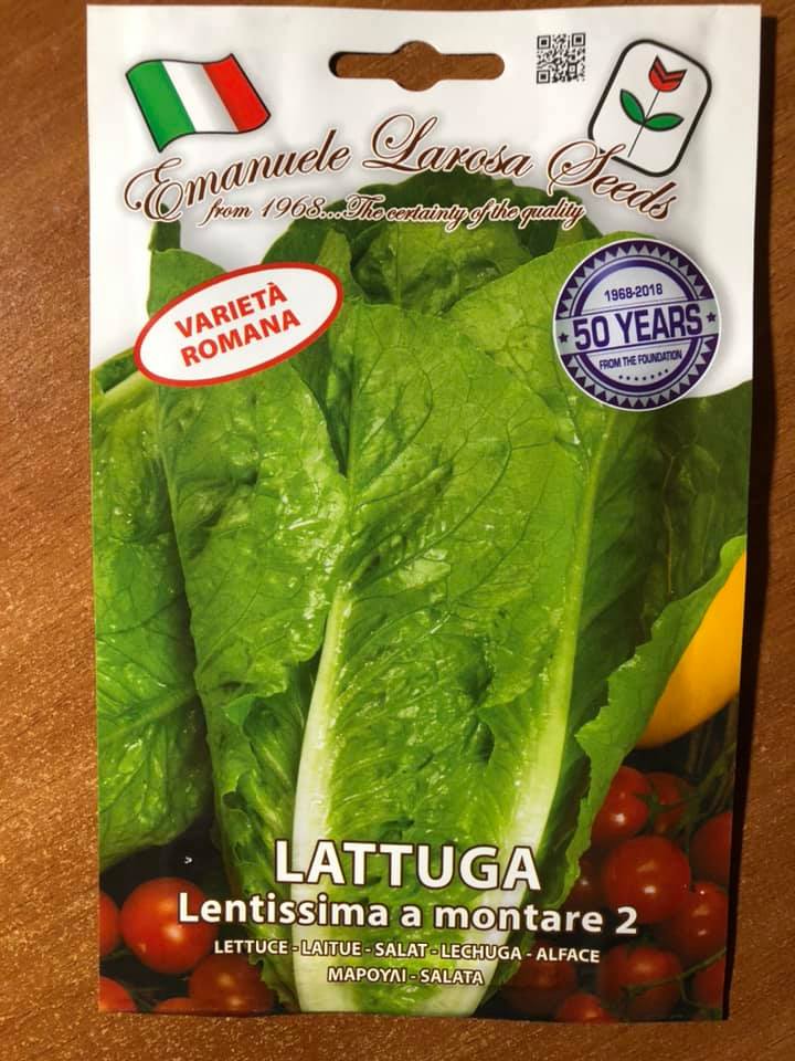 vendita online semi LATTUGA LENTISSIMA A MONTARE 2