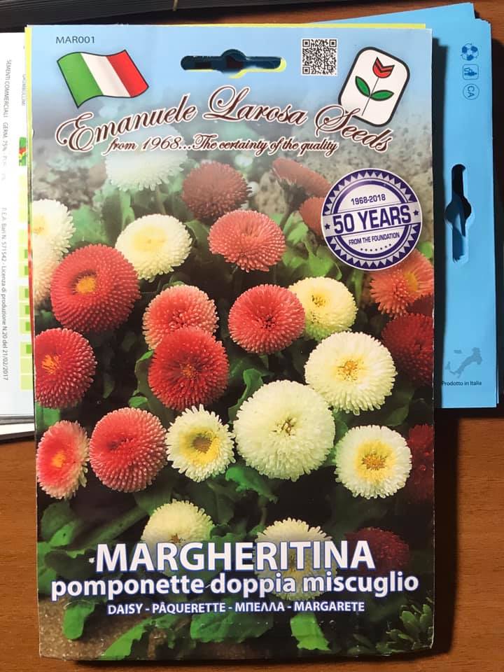 vendita online semi MARGHERITINA POMPONETTE DOPPIA MISCUGLIO