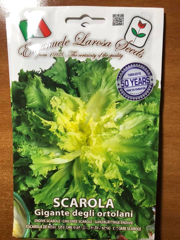 vendita online semi SCAROLA GIGANTE DEGLI ORTOLANI