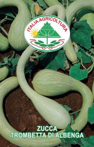 vendita online semi ZUCCA TROMBETTA DI ALBENGA