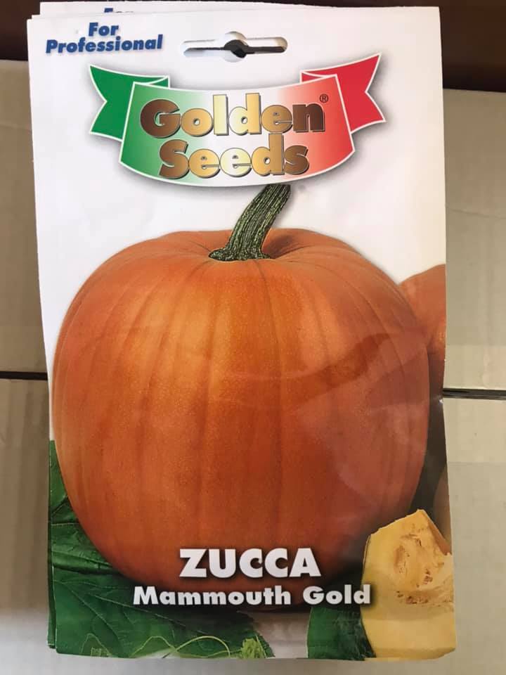 vendita online semi ZUCCA MAMMOUTH GOLD