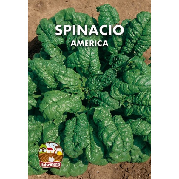 vendita online semi SPINACIO AMERICA