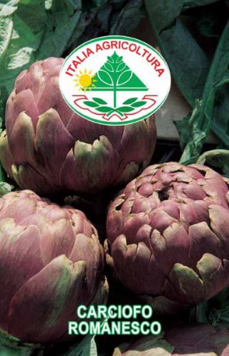 vendita online semi CARCIOFO ROMANESCO