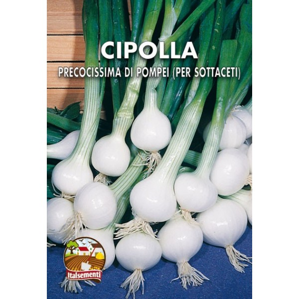 vendita online semi CIPOLLA PRECOCISSIMA DI POMPEI (PER SOTTACETI)