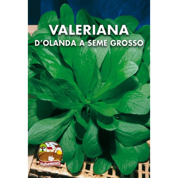 vendita online semi VALERIANA D'OLANDA A SEME GROSSO