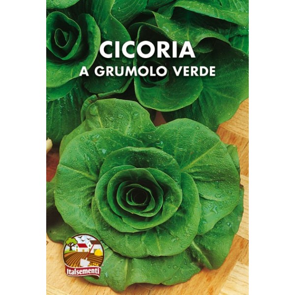 CICORIA A GRUMOLO VERDE
