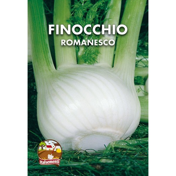 FINOCCHIO ROMANESCO
