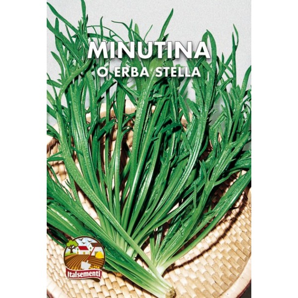 vendita online semi MINUTINA O ERBA STELLA