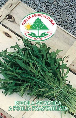 vendita online semi RUCOLA SELVATICA A FOGLIA FRASTAGLIATA
