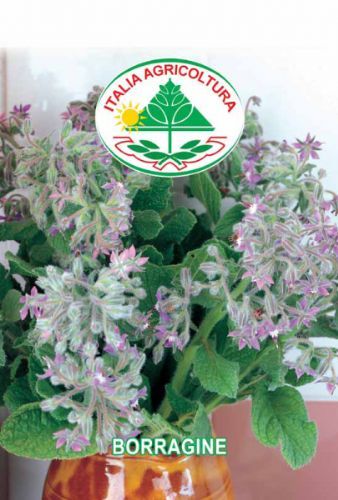 vendita online semi BORRAGINE