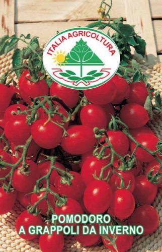 POMODORO A GRAPPOLI DA INVERNO