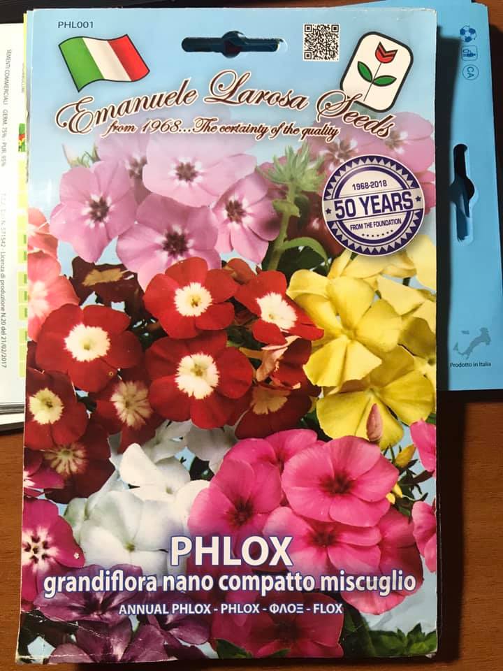 PHLOX GRANDIFLORA NANO COMPATTO MISCUGLIO