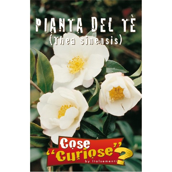 vendita online semi PIANTA DEL TE'