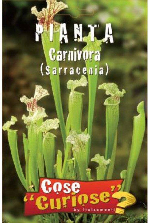 SARRACENIA (PIANTA CARNIVORA)
